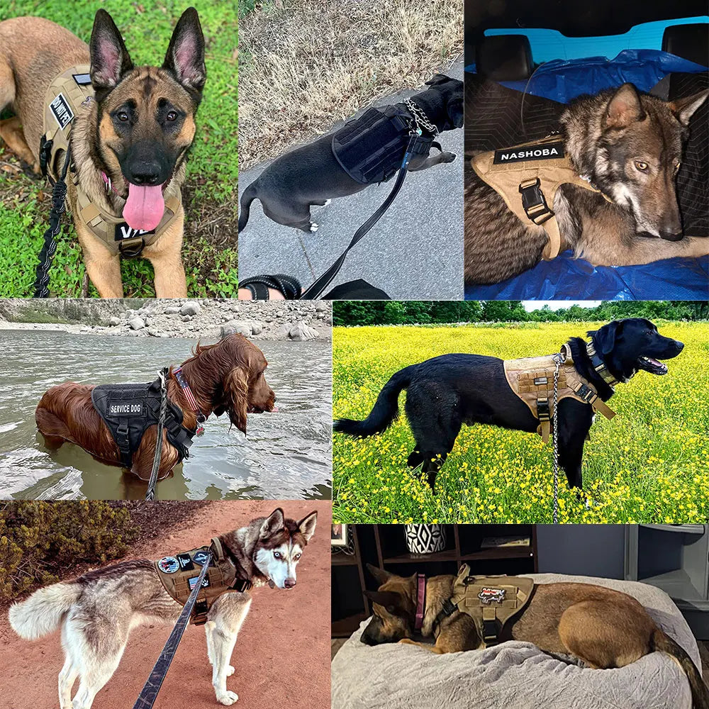 PETRAVEL CN Dog Harness And Leash Set For German Shepherd Malinois Training
